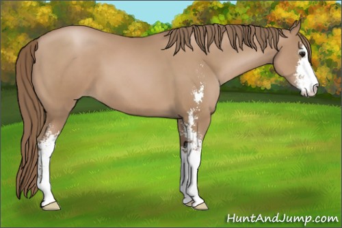 Horse Color:Black Pearl Sabino
