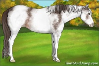 Horse Color:White Spotted Liver Chestnut Varnish