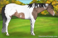 Horse Color:Brown Tobiano Snowcap 