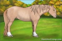 Horse Color:Gold Champagne Rabicano 