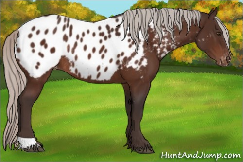 Horse Color:Silver Brown Appaloosa Rabicano 