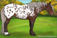 Horse Color:Silver Brown Appaloosa Rabicano