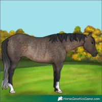 Horse Color:Brown Dun Rabicano