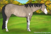 Horse Color:Brown Dun Sabino Rabicano