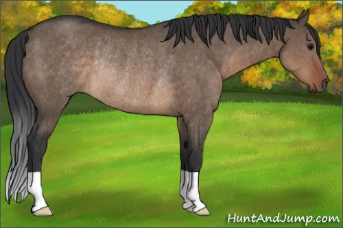 Horse Color:Brown Dun Rabicano 