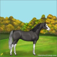 Horse Color:Black Splash 