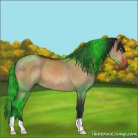 Horse Color:Bay Dun