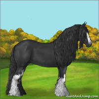 Horse Color:White Spotted Black