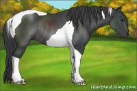 Horse Color:Black Tobiano Rabicano 