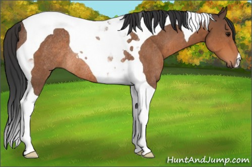 Horse Color:Bay Tobiano Rabicano 