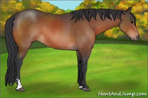 Horse Color:Bay Sabino Rabicano