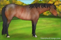 Horse Color:Brown Rabicano