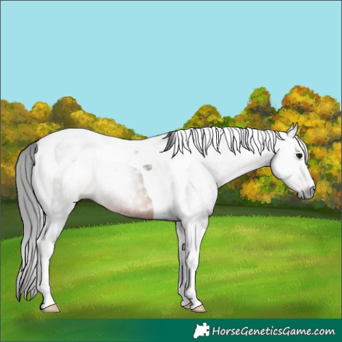Horse Color:Gray Brown Tobiano Rabicano