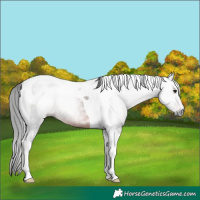 Horse Color:Gray Brown Tobiano Rabicano 