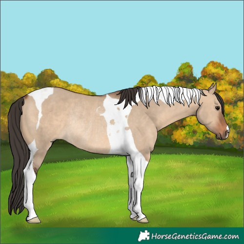 Horse Color:Bay Dun Tobiano Rabicano 