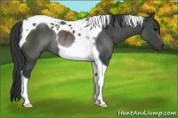 Horse Color:Black Tobiano Rabicano