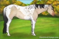 Horse Color:Brown Dun Tobiano Rabicano