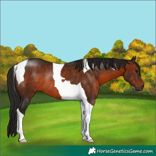 Horse Color:Gray Bay Tobiano Rabicano 