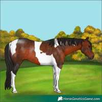 Horse Color:Gray Bay Tobiano Rabicano 