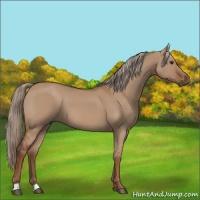 Horse Color:Red Dun 