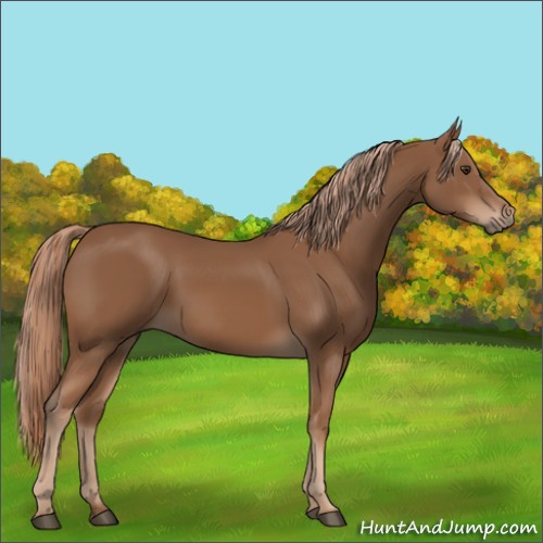 Horse Color:Chestnut 