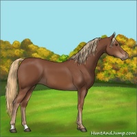 Horse Color:Chestnut 