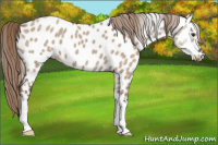 Horse Color:Liver Red Dun Near Leopard 