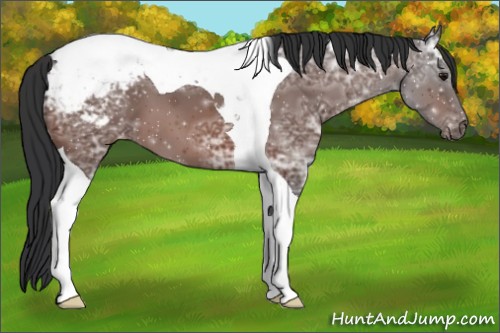 Horse Color:Bay Ice Tobiano Appaloosa 