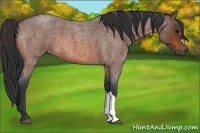 Horse Color:Bay Roan 