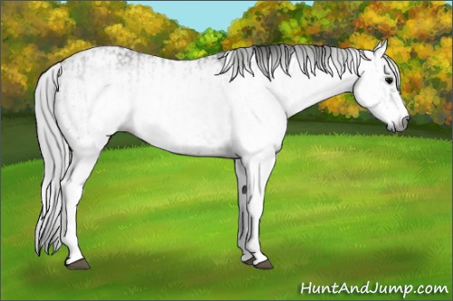 Horse Color:Gray White Spotted Black  and Gray White Spotted Classic Champagne 