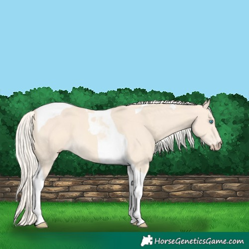 Horse Color:Cremello Tobiano 