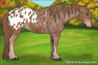 Horse Color:Chestnut Appaloosa 