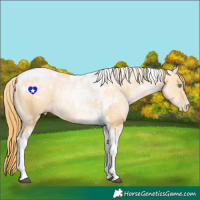 Horse Color:Buckskin Pearl Tobiano 