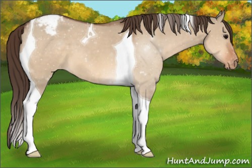 Horse Color:Bay Dun Tobiano Varnish 