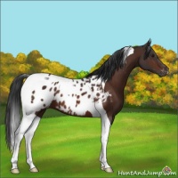 Horse Color:Brown Tobiano Appaloosa 
