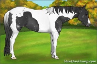 Horse Color:Black Tobiano Appaloosa 