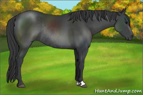 Horse Color:Black Rabicano 