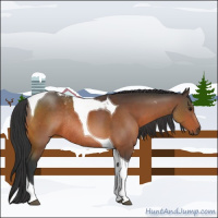 Horse Color:Brown Tobiano Rabicano