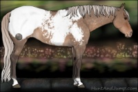 Horse Color:Silver Brown Roan Dun Snowcap 