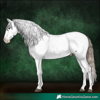 Horse Color:Liver Chestnut Tobiano Appaloosa 