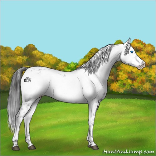Horse Color:Liver Chestnut Frame 