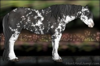 Horse Color:Liver Chestnut Sabino