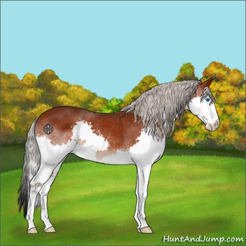 Horse Color:Silver Brown Splash Rabicano