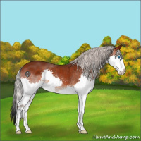 Horse Color:Silver Brown Splash Rabicano 
