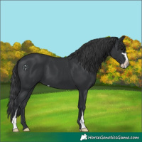 Horse Color:Black Sabino 