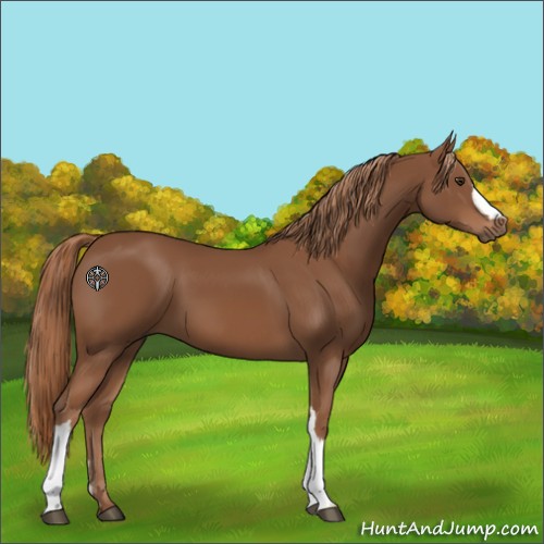 Horse Color:Chestnut 