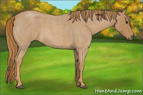Horse Color:Red Roan