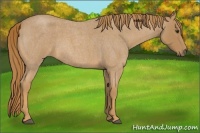 Horse Color:Red Roan 
