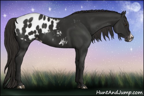 Horse Color:Liver Chestnut Frame Appaloosa 
