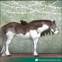 Horse Color:Liver Chestnut Splash 